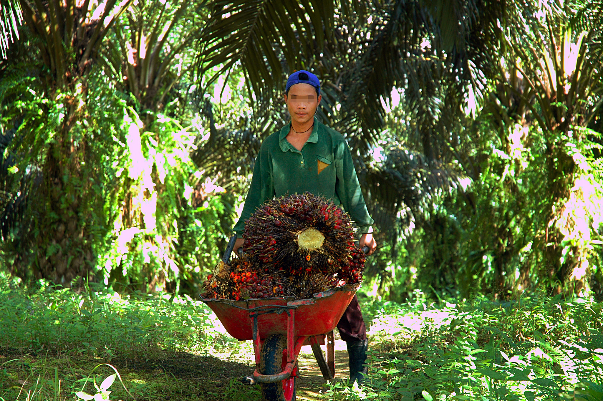 In terms of poverty alleviation, the palm oil industry does better than the mining industry. (ILO Asia-Pacific)